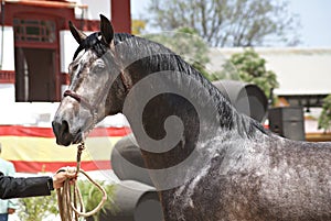 Face portrait of a champion stallion hispano arabian in Jerez