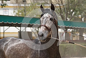 Face portrait of a champion stallion hispano arabian in Jerez