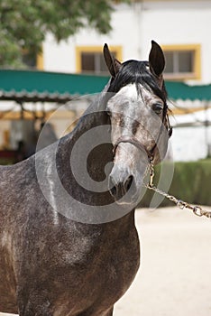 Face portrait of a champion stallion hispano arabian in Jerez photo