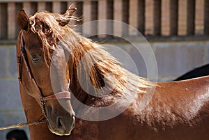 Face portrait of a chestnut spanish horse