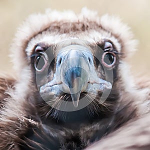 Face portrait of a Cinereous Vulture (Aegypius monachus) is also