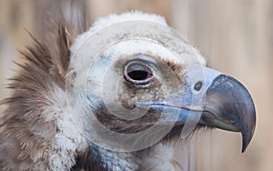 Face portrait of a Cinereous Vulture (Aegypius monachus)