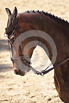 Face portrait of a brown crossbred horse in Doma Vaquera in Spain photo