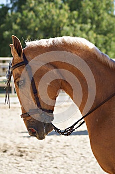 Face portrait of a palomino horse in Doma Vaquera in Spain photo