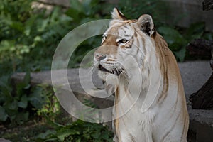 Face portrait of golden bengal tiger