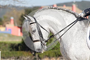 Face portrait of a grey spanish horse in a dressage competition