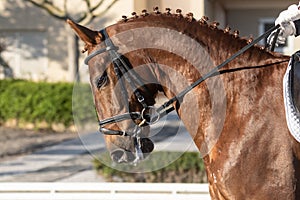 Face portrait of a hanoverian horse in a dressage competition