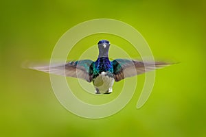 Face portrait of hummingbird. Flying blue and white hummingbird White-necked Jacobin, Florisuga mellivora, from Colombia, clear