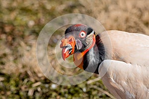 Face portrait of a King Vulture Sarcoramphus papa