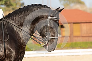 Face portrait of a lusitano horse in a dressage competition