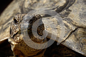 Face-On Portrait of Mediterranean Spur Thighed Tortoise