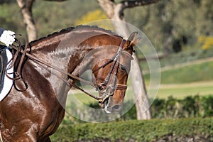 Face portrait of an oldenburg horse in a dressage competition
