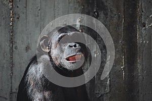 Face portrait of a smiling chimpanzee