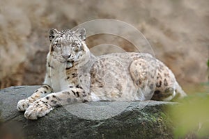 Face portrait of snow leopard with clear rock background, Hemis National Park, Kashmir, India. Wildlife scene from Asia. Detail po photo