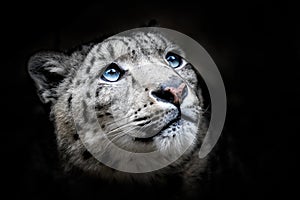 Face portrait of snow leopard - Irbis