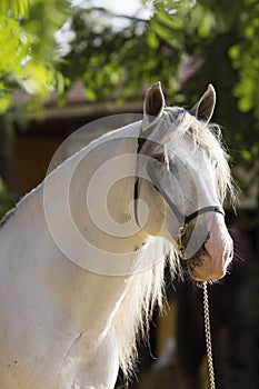 Face portrait of a spanish horse before a competition in Jerez