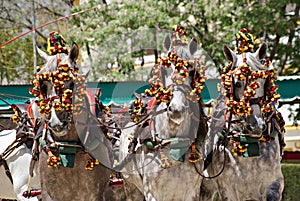 Face portrait of three spanish horses in a traditional carriage competition in Spain photo