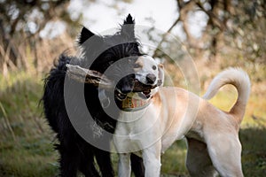 Face portrait of two crossbred dogs playing with a stick