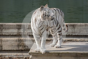 Face portrait of white bengal tiger