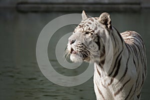 Face portrait of white bengal tiger