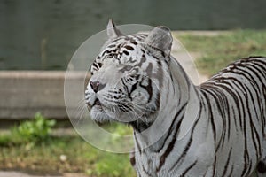 Face portrait of white bengal tiger