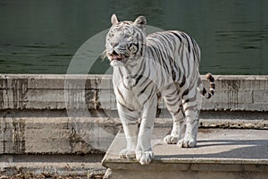 Face portrait of white bengal tiger