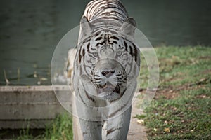 Face portrait of white bengal tiger