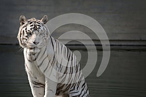 Face portrait of white bengal tiger