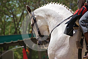 Face portrait of a horse in Doma Vaquera in Spain photo