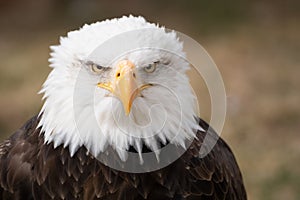 Face portrait of an American bald eagle