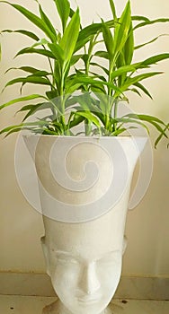 Face pot and plants for indoor gardening