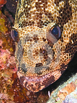 Face of Potato (Malabar) Grouper