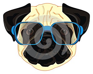 Pug in blacksunglasses