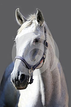 Grey horse close up portrait against gray background