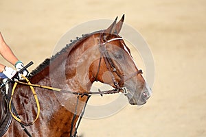 Face of a purebred racehorse with beautiful trappings under saddle during training