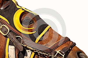 Face of Race Horse with Copy Space photo