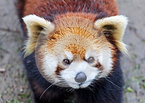 Face the red Panda. The male red Panda on the meadow . China.