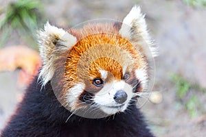 Face the red Panda. The male red Panda on the meadow . China.