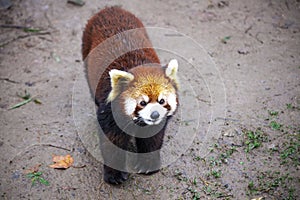 Face the red Panda. The male red Panda on the meadow . China.