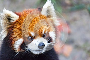 Face the red Panda. The male red Panda on the meadow . China.