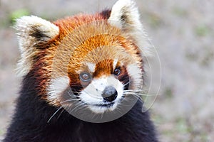 Face the red Panda. The male red Panda on the meadow . China.