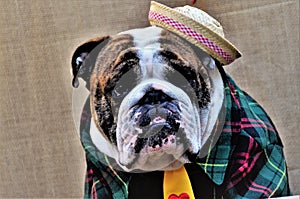 Face of a redneck English Bulldog wearing a yellow tie, straw hat and green striped shirt