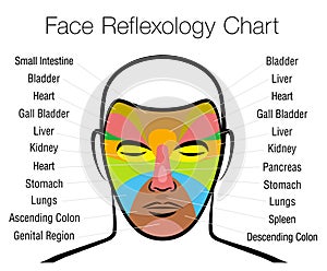 Face Reflexology Chart Mapping Massage Areas Internal Organs Body Parts photo