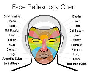 Face Reflexology Chart Mapping Massage Areas Internal Organs Body Parts