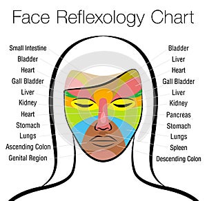 Face Reflexology Female Face Internal Organs Areas Chart