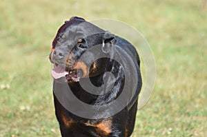 Face of a Rottweiler Dog