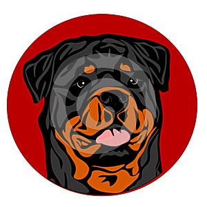 Face of rottweiler