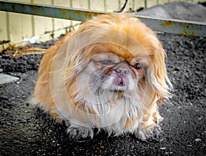 Pug dog face and sore eye