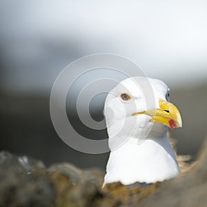 Face of a Seagull