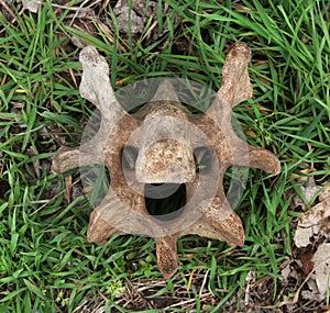 Face shape of bone, like rock symbol